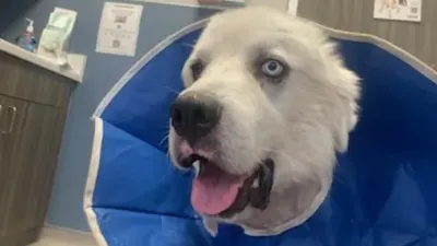 Casper: O Cão Pastor que Enfrentou 11 Coiotes para Salvar seu Rebanho
